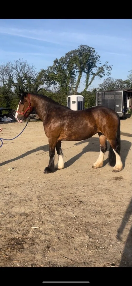 Cob stallions at stud - Image 3