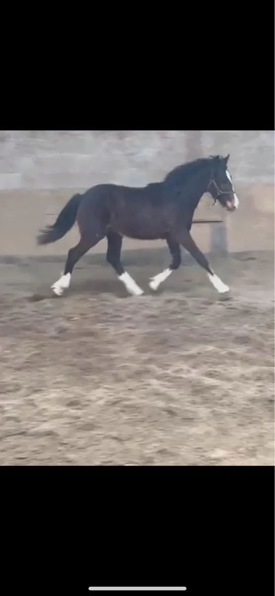 Cob stallions at stud - Image 4