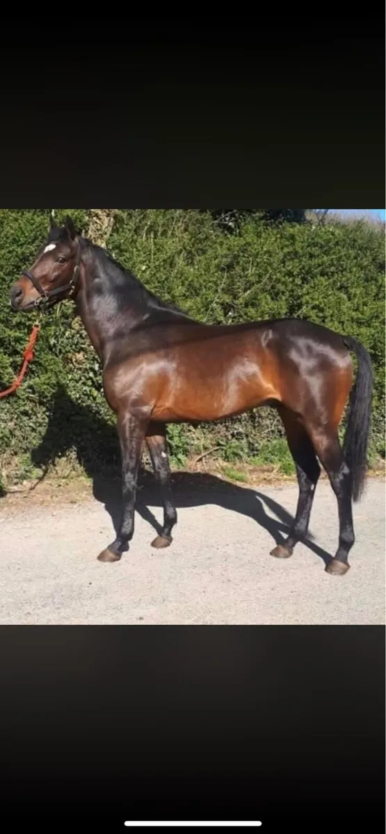 Renaissance Man 16.3 TB Stallion - Image 1