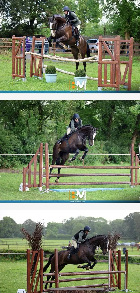 Renaissance Man 16.3 TB Stallion - Image 2