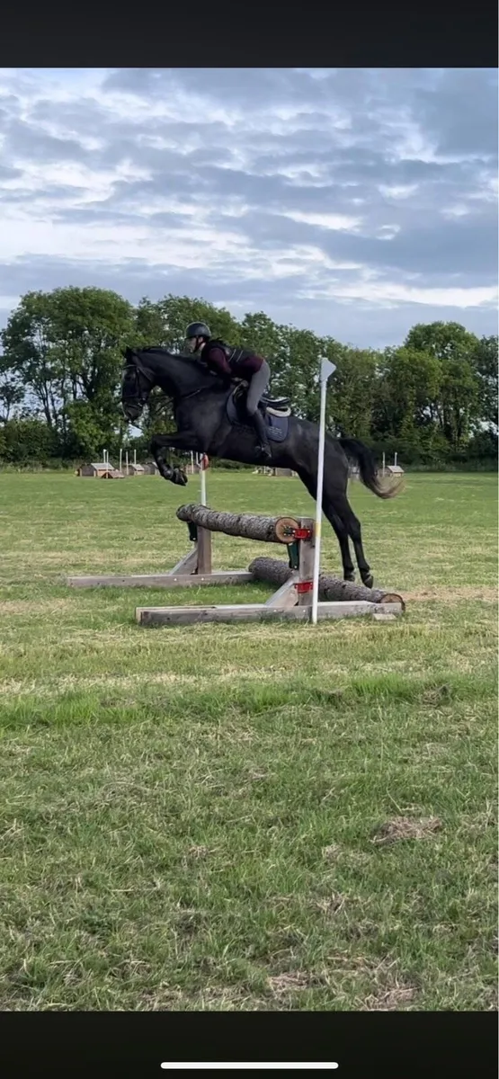 Renaissance Man 16.3 TB Stallion - Image 3