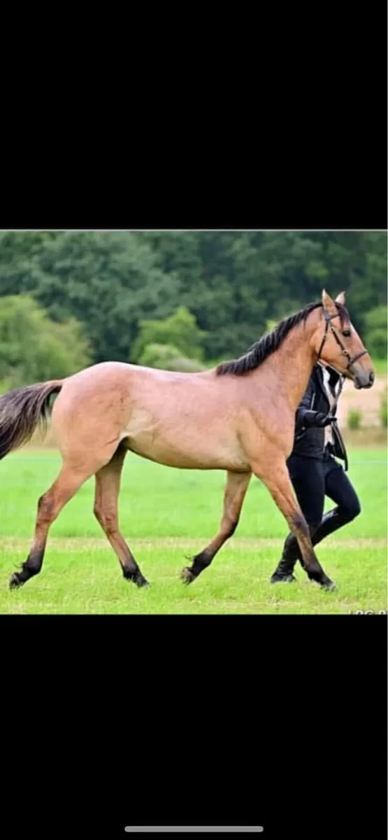 Renaissance Man 16.3 TB Stallion - Image 4