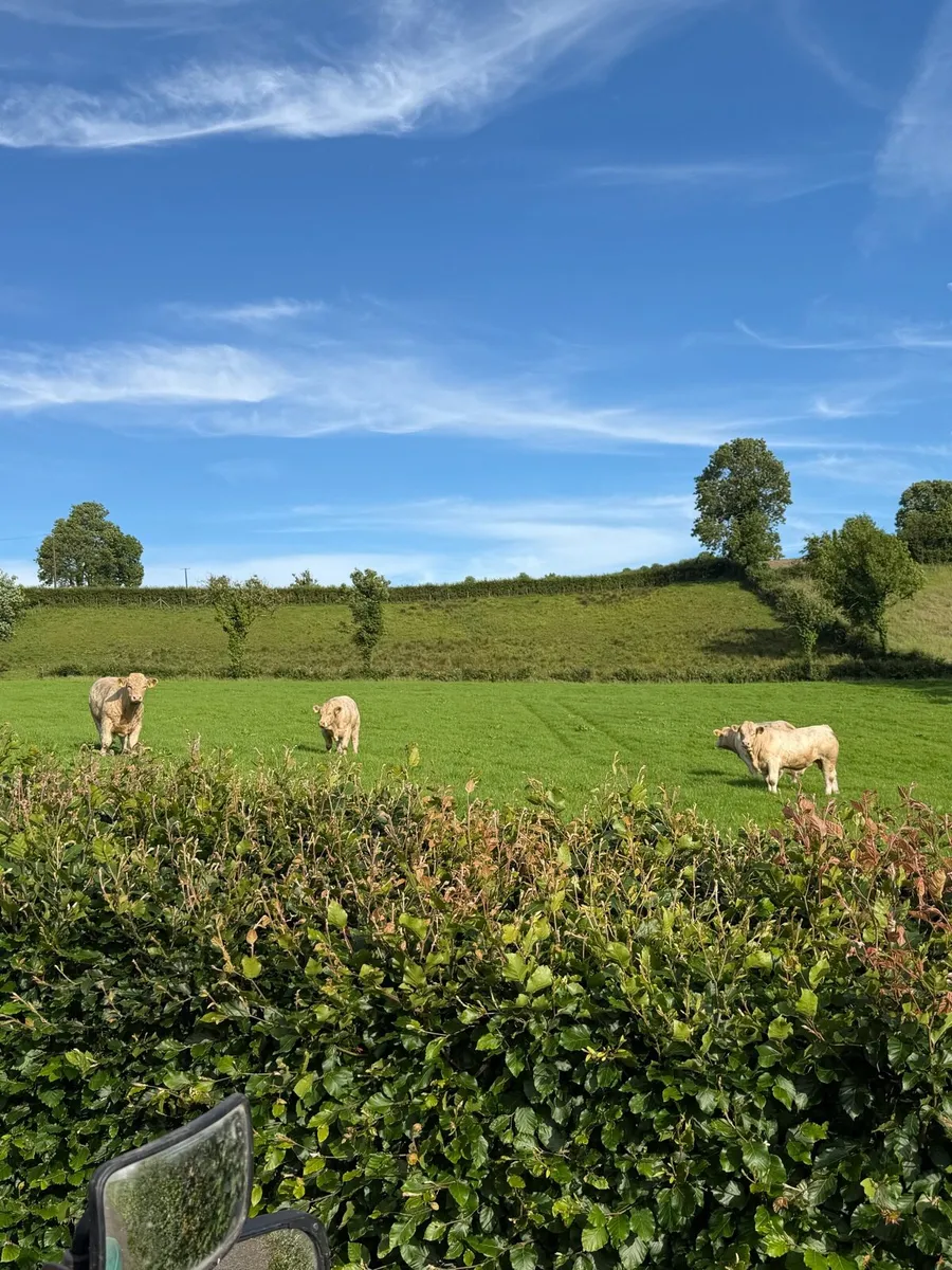 Pedigree Charolais bulls - Image 4