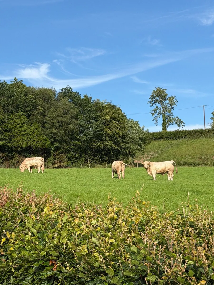 Pedigree Charolais bulls - Image 1