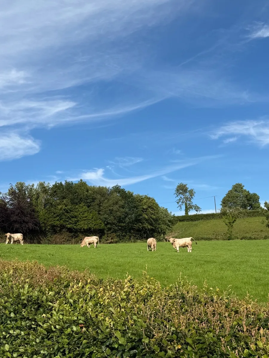 Pedigree Charolais bulls - Image 2