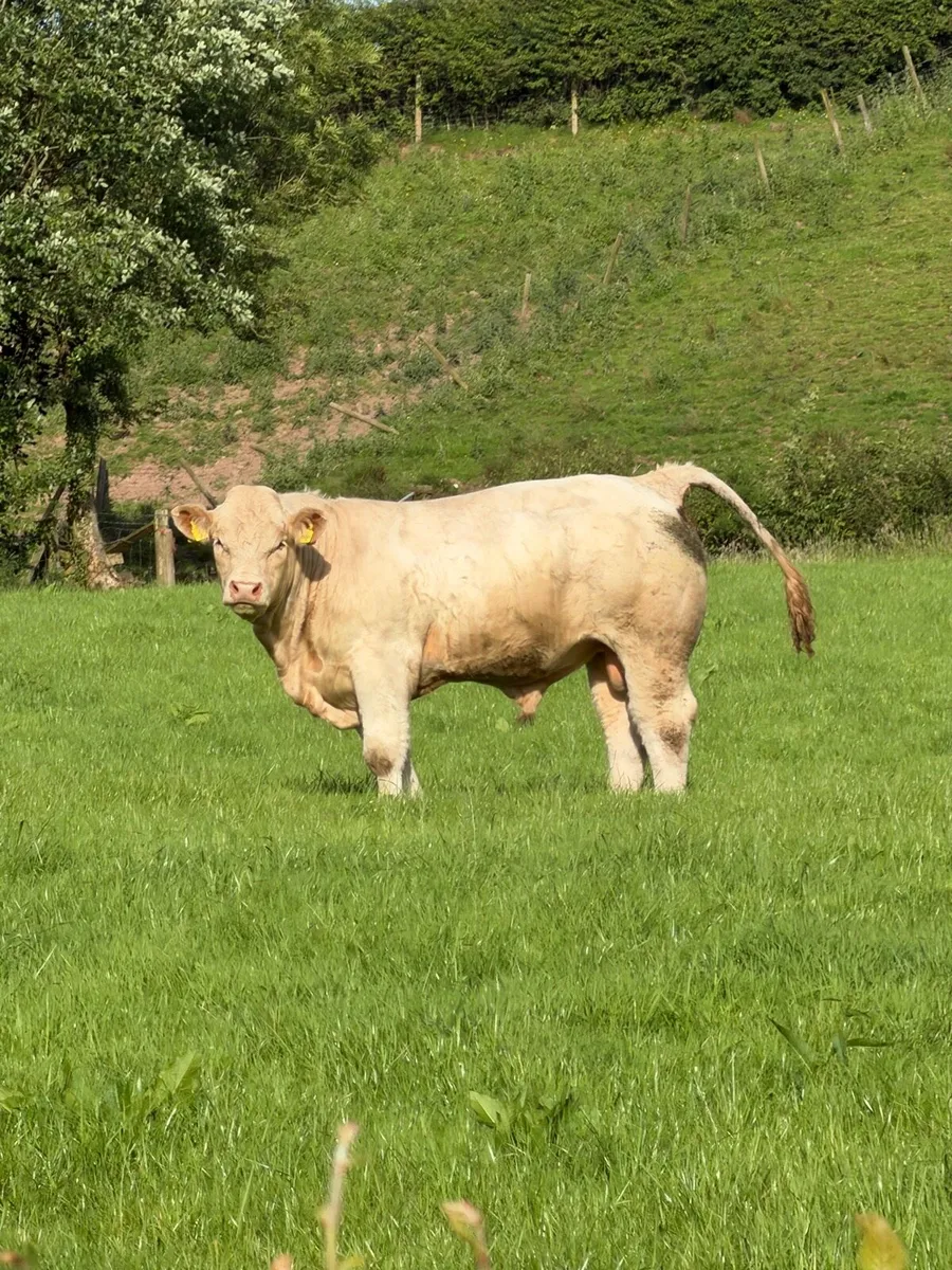 Pedigree Charolais bulls - Image 3