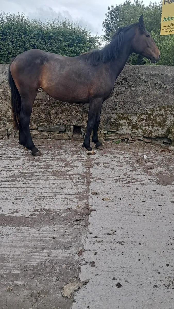 Filly - Image 1