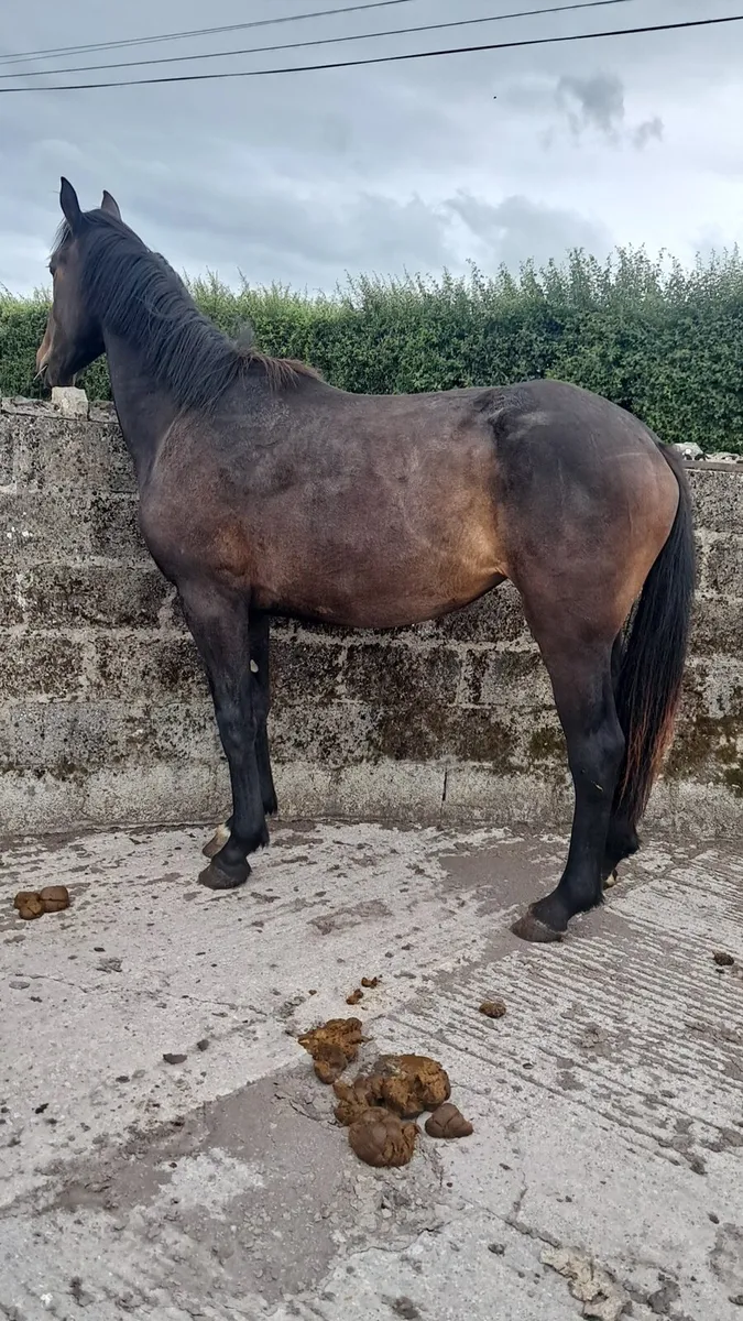 Filly - Image 2