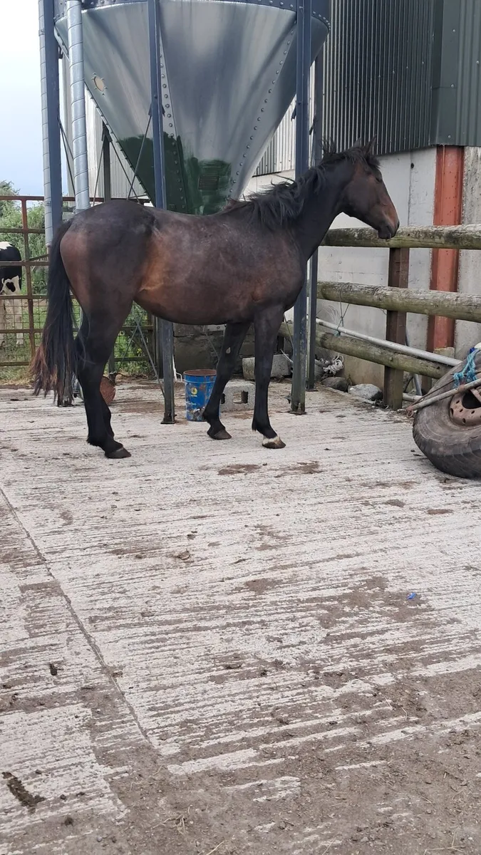 Filly - Image 3
