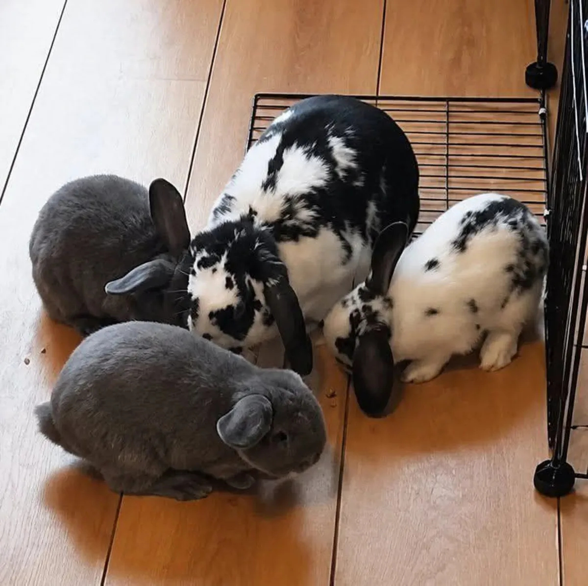 Rabbits for sale (collection only) free to a good - Image 3