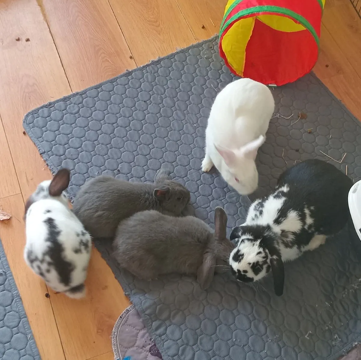 Rabbits for sale (collection only) free to a good - Image 4