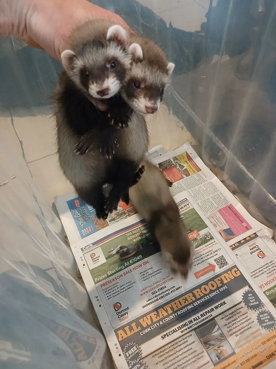 Ferrets - Image 1