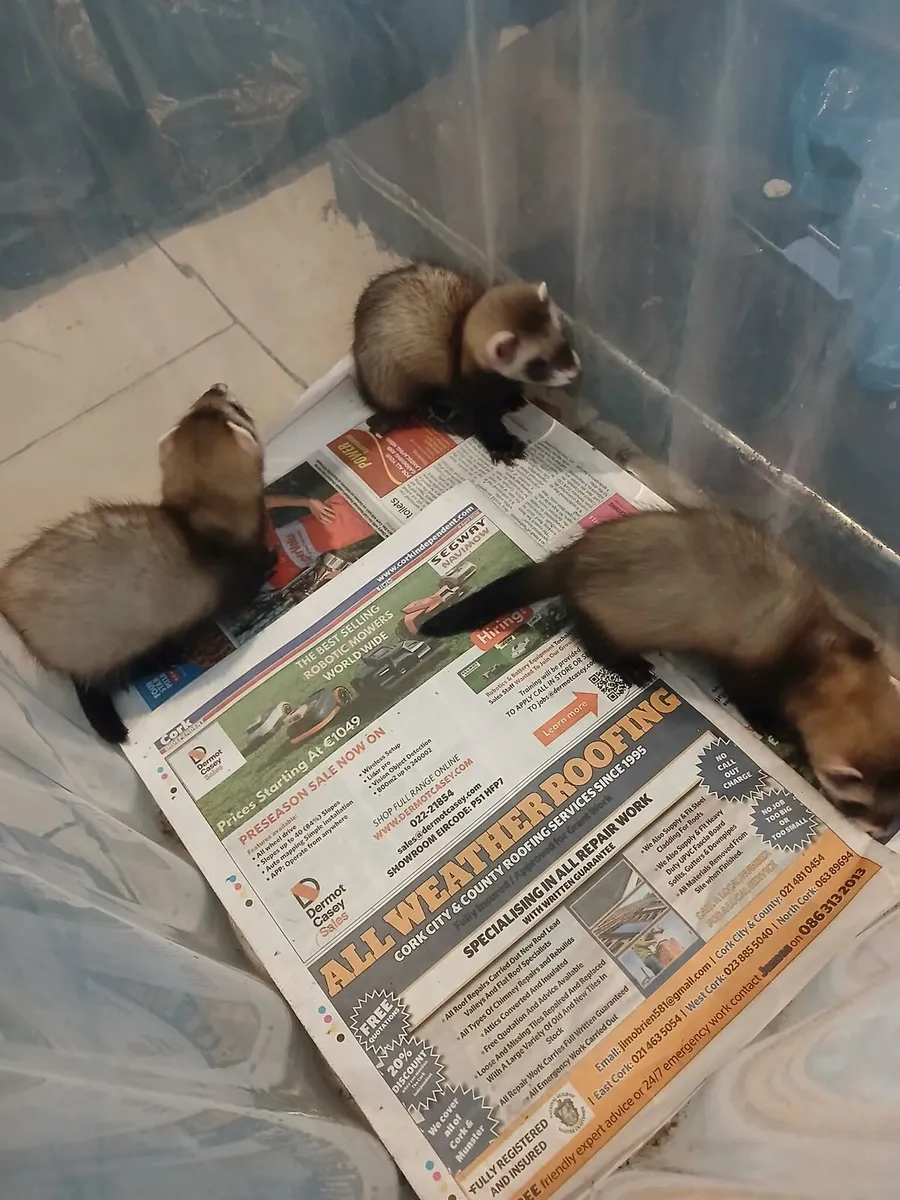 Ferrets - Image 2