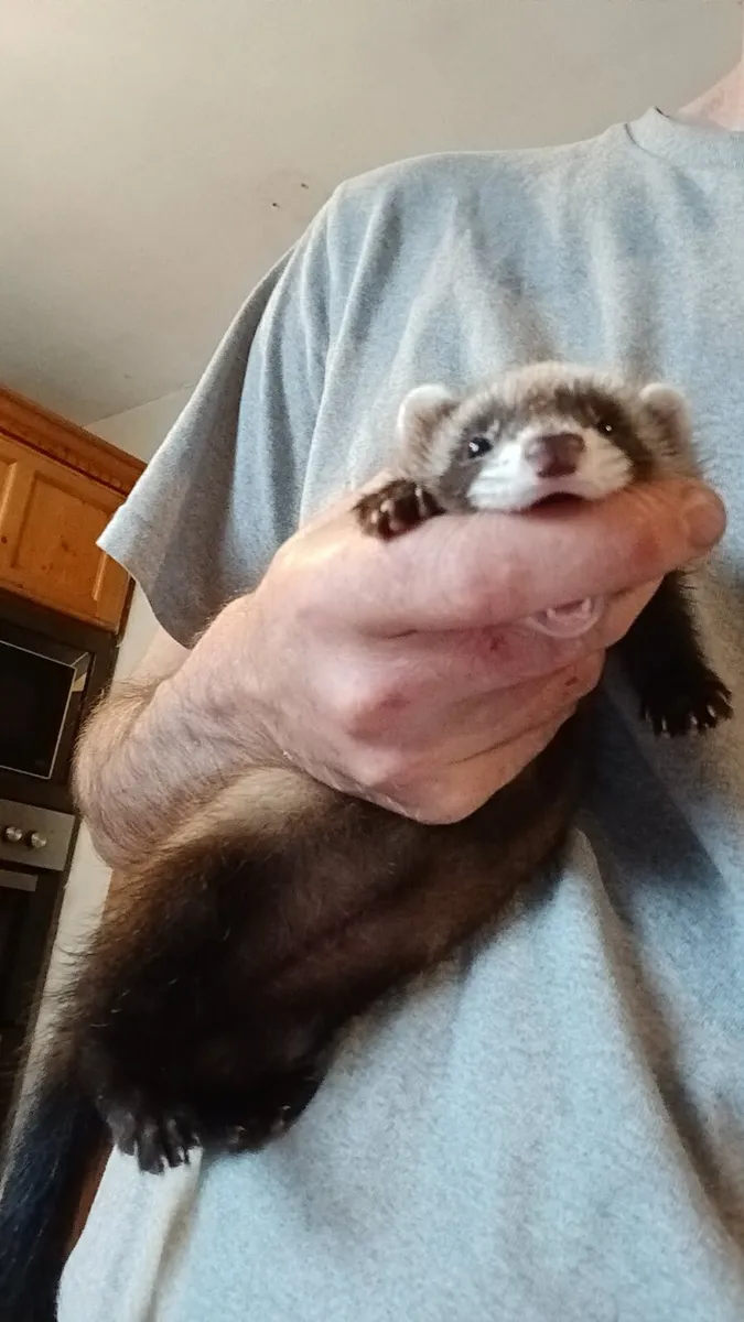 Ferrets - Image 3