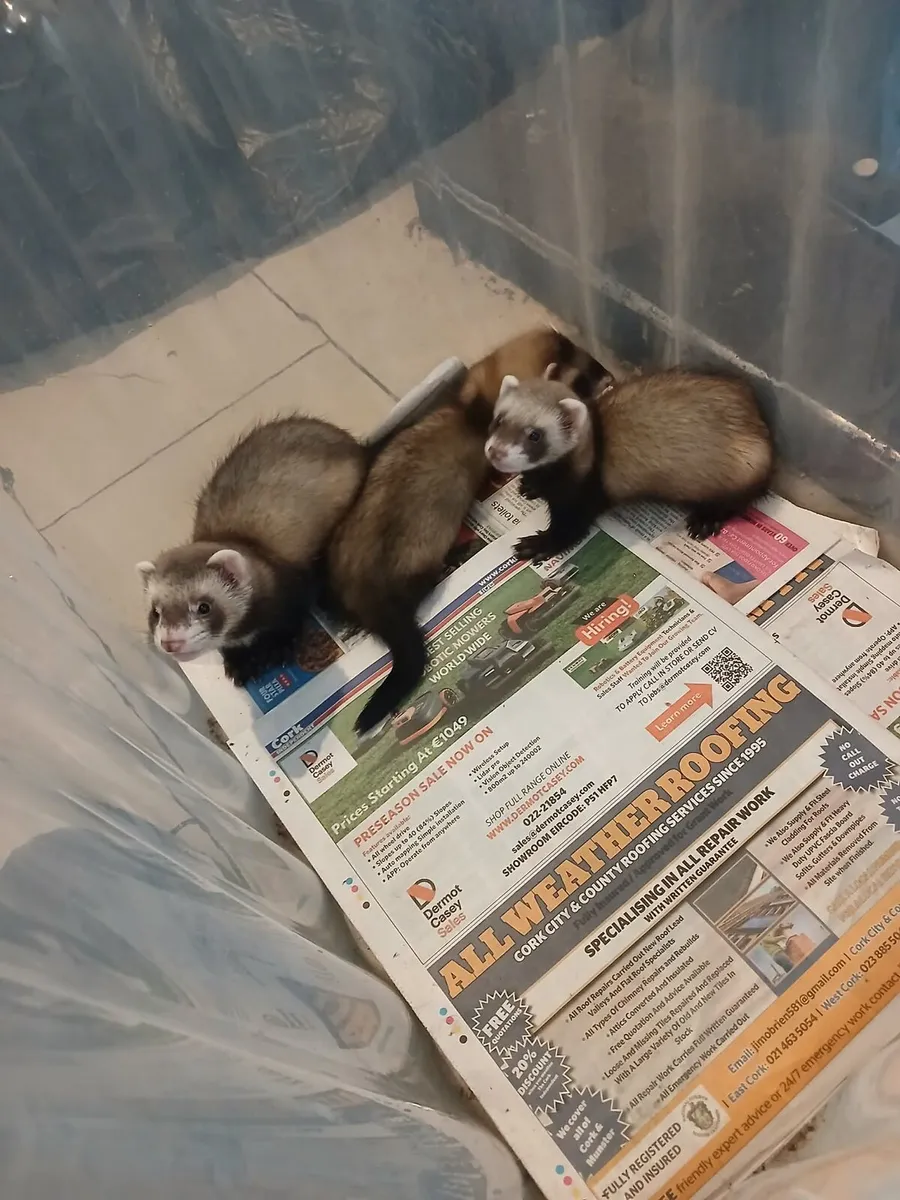 Ferrets - Image 4