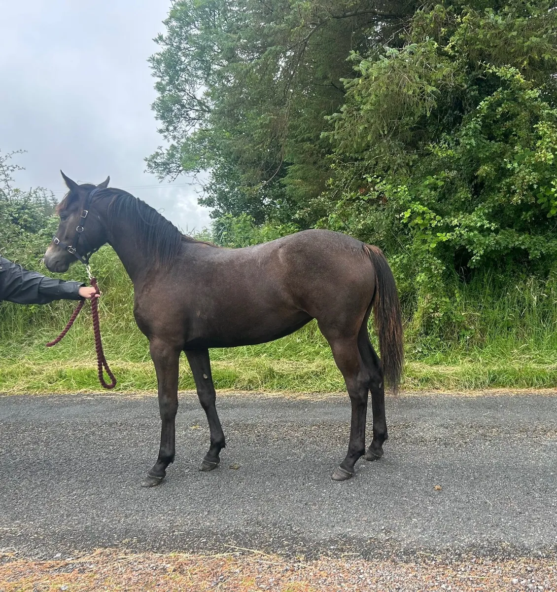 Super yearling by Sligo Cavalier Candy - Image 2
