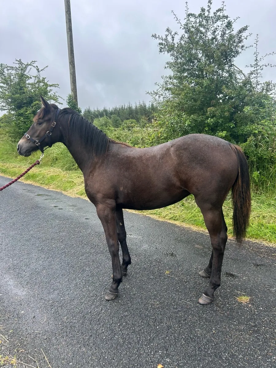 Super yearling by Sligo Cavalier Candy - Image 3