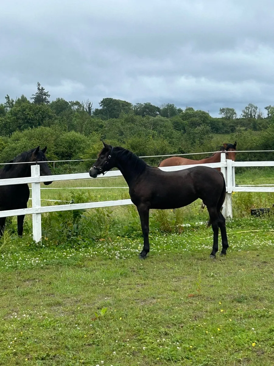 Super yearling by Sligo Cavalier Candy - Image 1