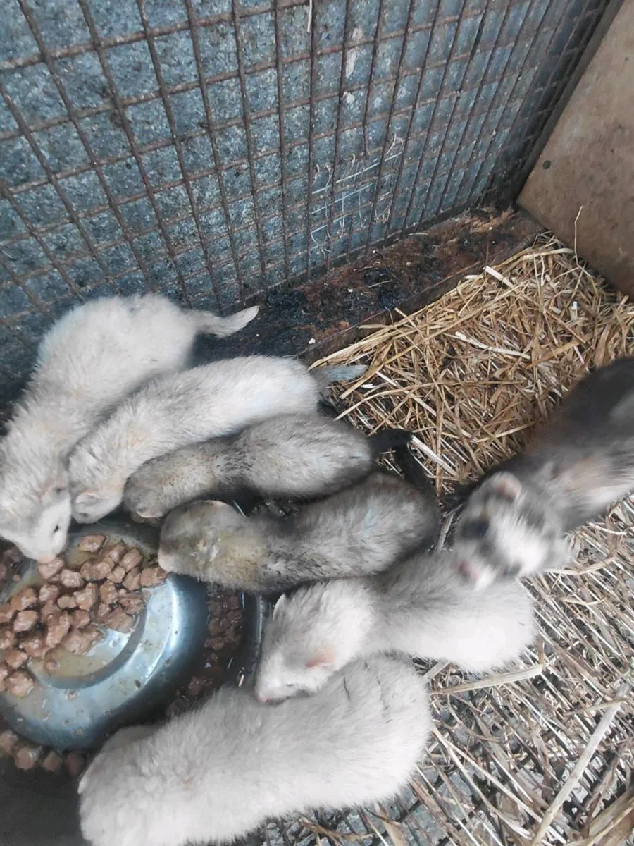 ferrets - Image 2