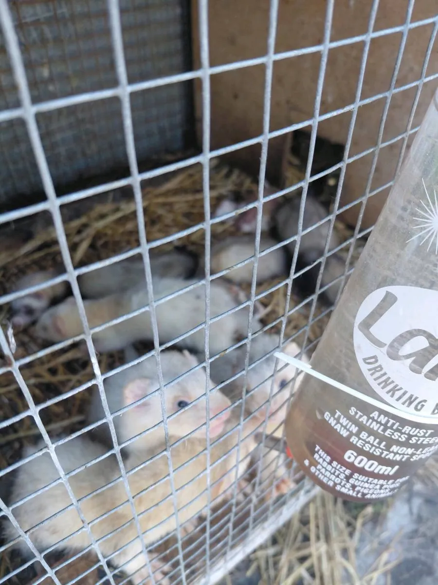 ferrets - Image 3
