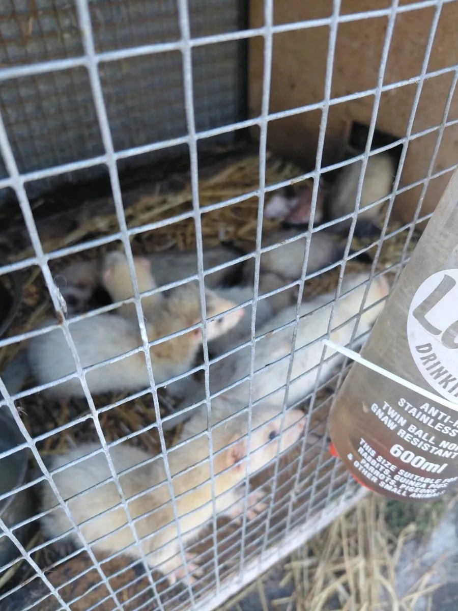 ferrets - Image 4