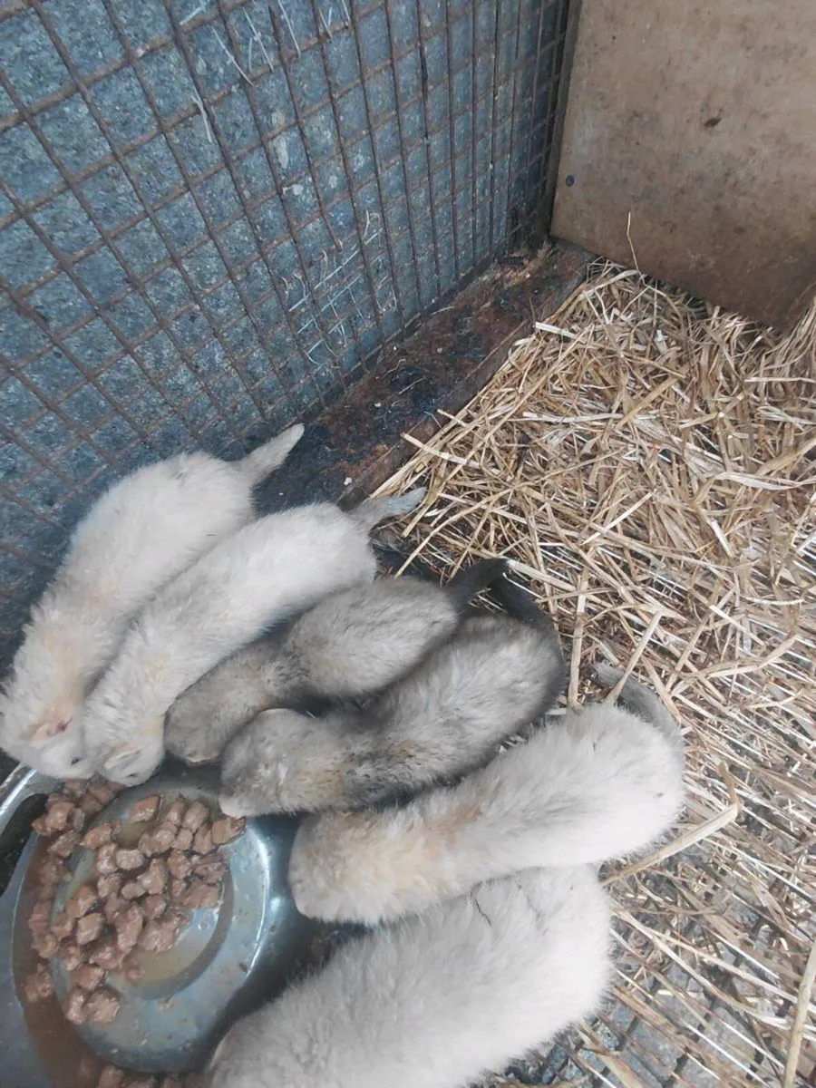 ferrets - Image 1