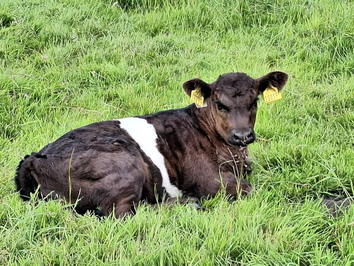 Organic Belted Galloways - Image 2