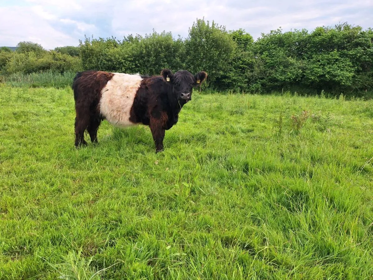 Organic Belted Galloways - Image 3