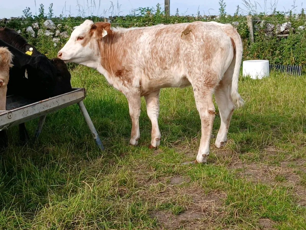 Beautiful Roan Simmental Heifer - Image 2