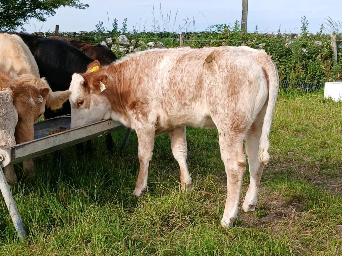 Beautiful Roan Simmental Heifer - Image 3