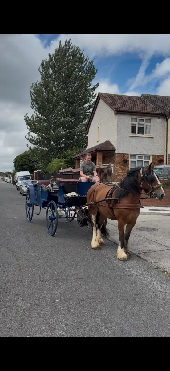 Cob mare ride/drive - Image 1