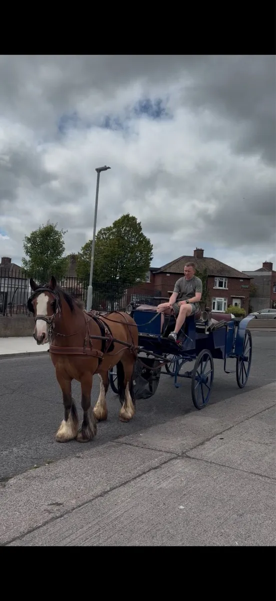 Cob mare ride/drive - Image 2