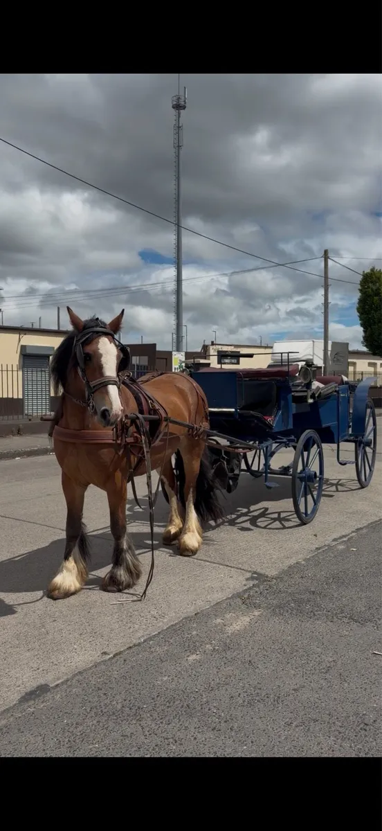 Cob mare ride/drive - Image 3