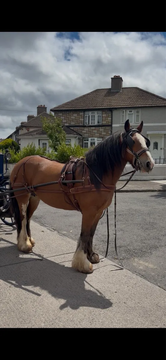 Cob mare ride/drive - Image 4