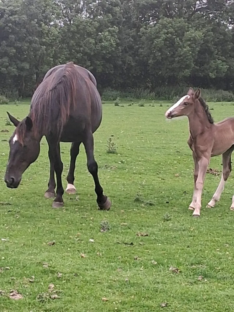 3 Mares with Foals - Image 2