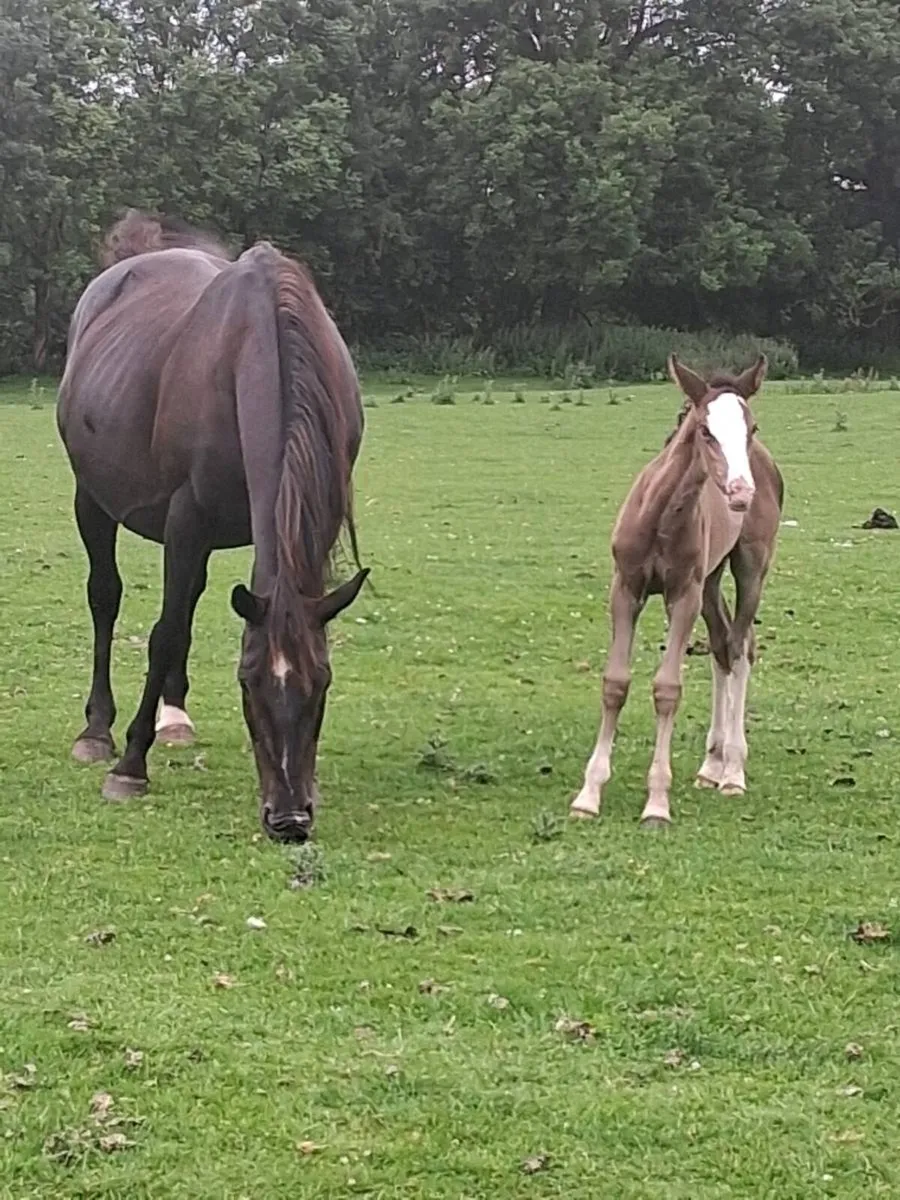 3 Mares with Foals - Image 3