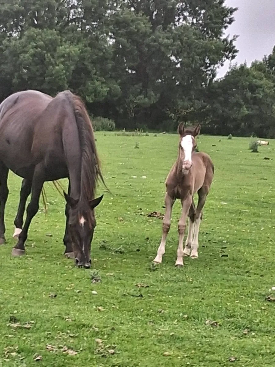 3 Mares with Foals - Image 4