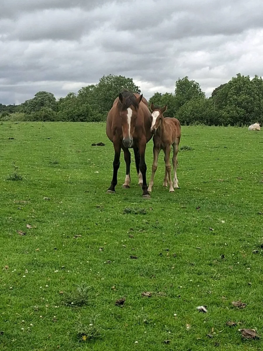 3 Mares with Foals - Image 1