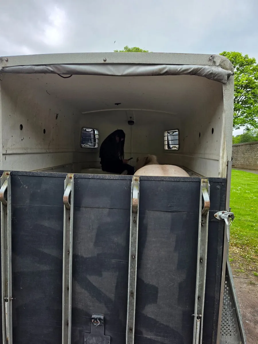 Horse Box - Image 3