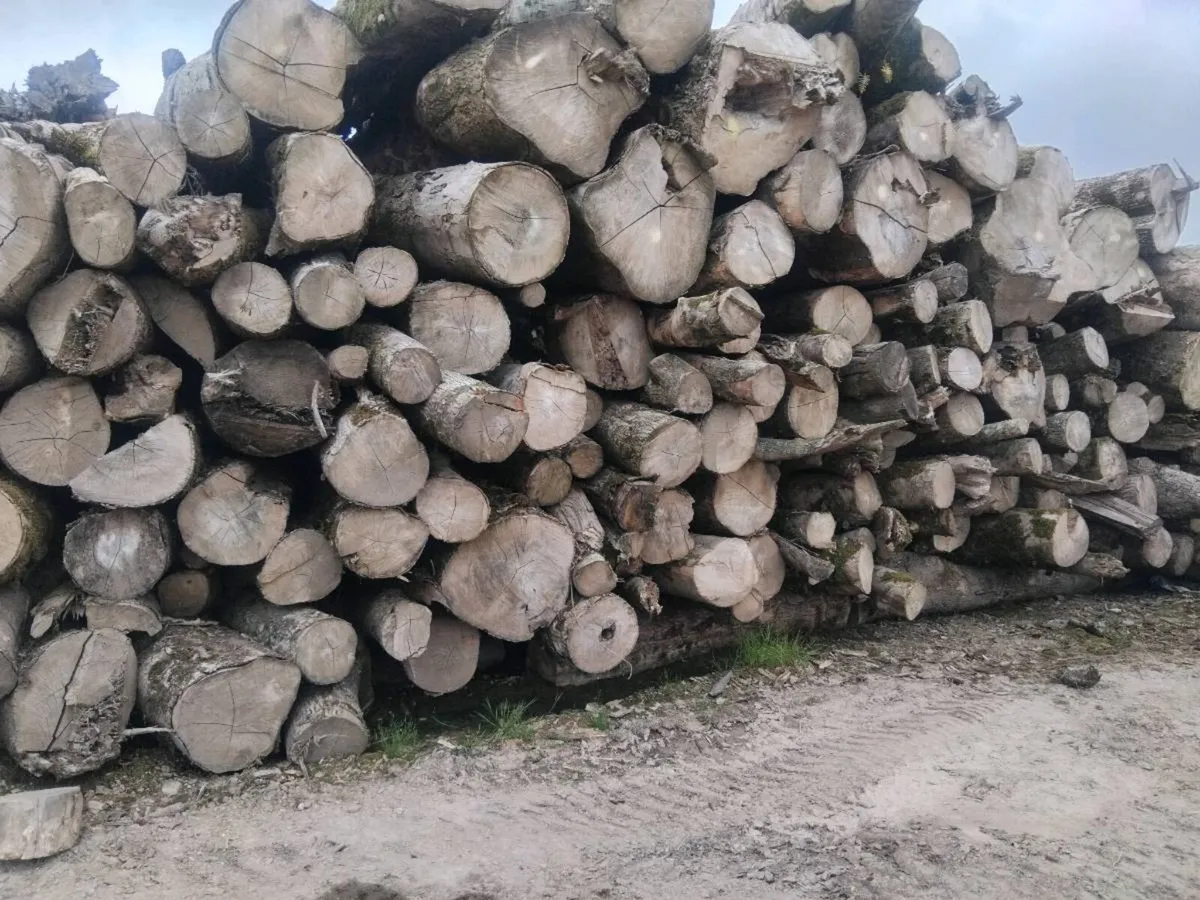 Hardwood logs - Image 1