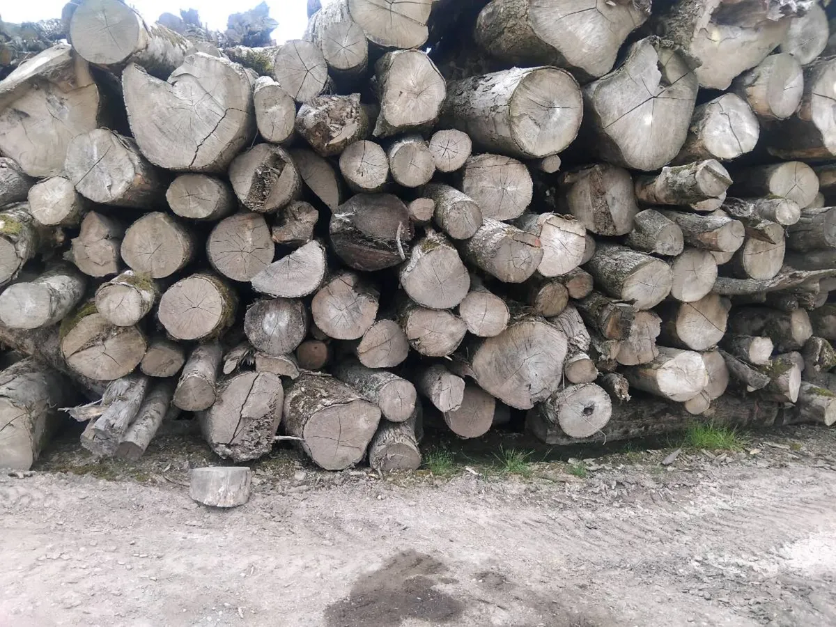Hardwood logs - Image 2