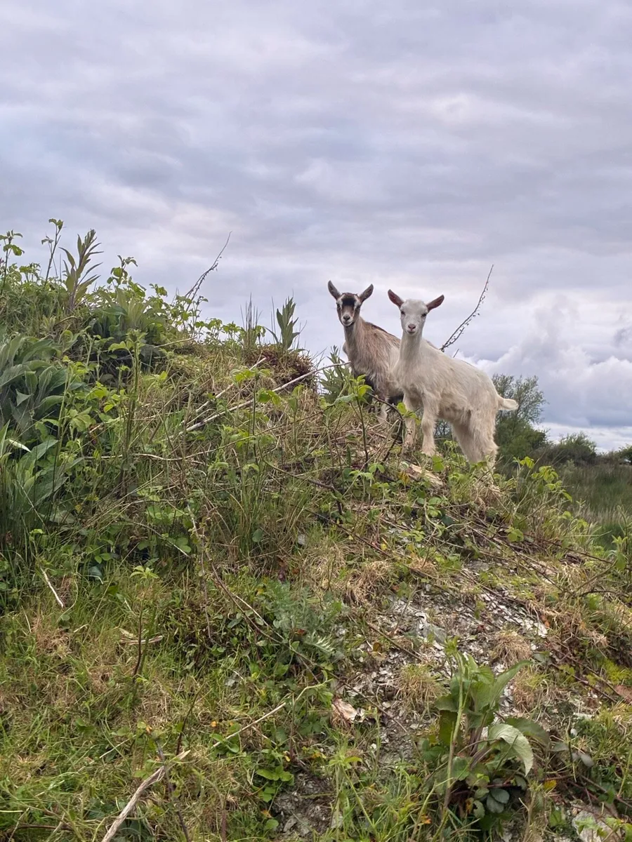 3 females goats - Image 2