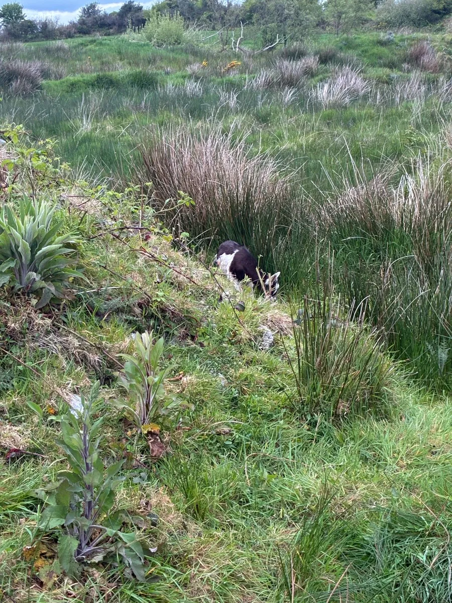 3 females goats - Image 3