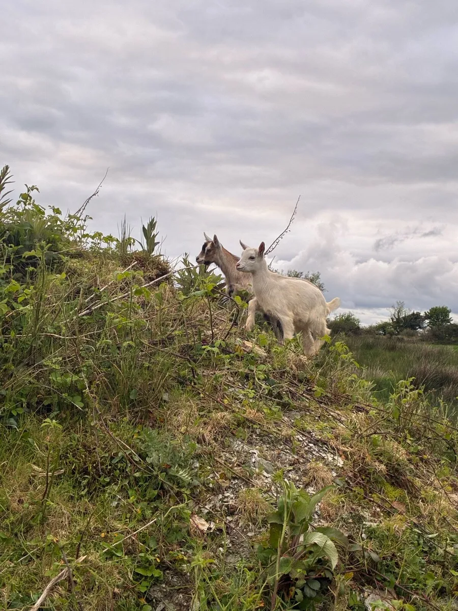 3 females goats - Image 4