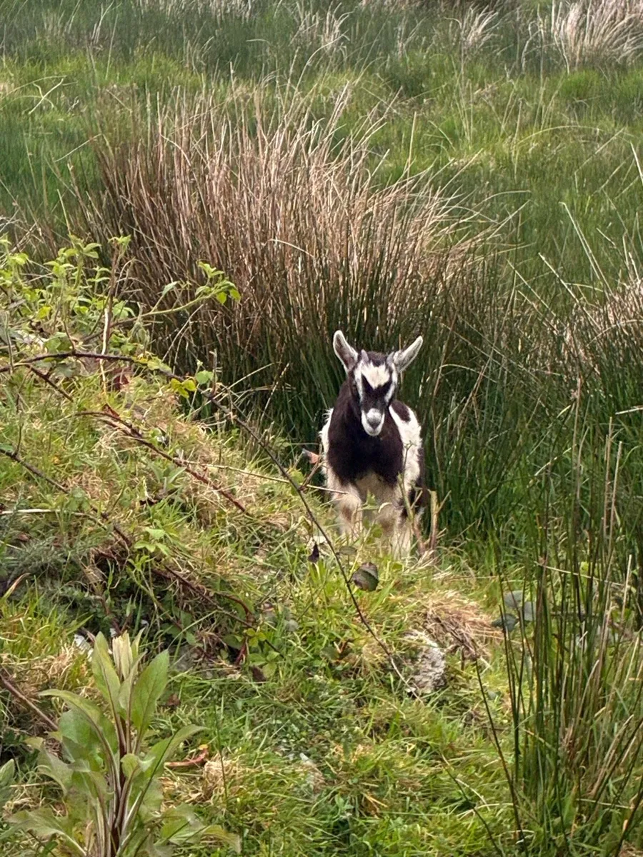 3 females goats - Image 1