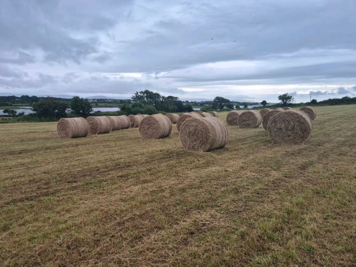 Hay
