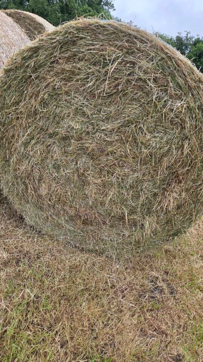 Round bales of hay - Image 1