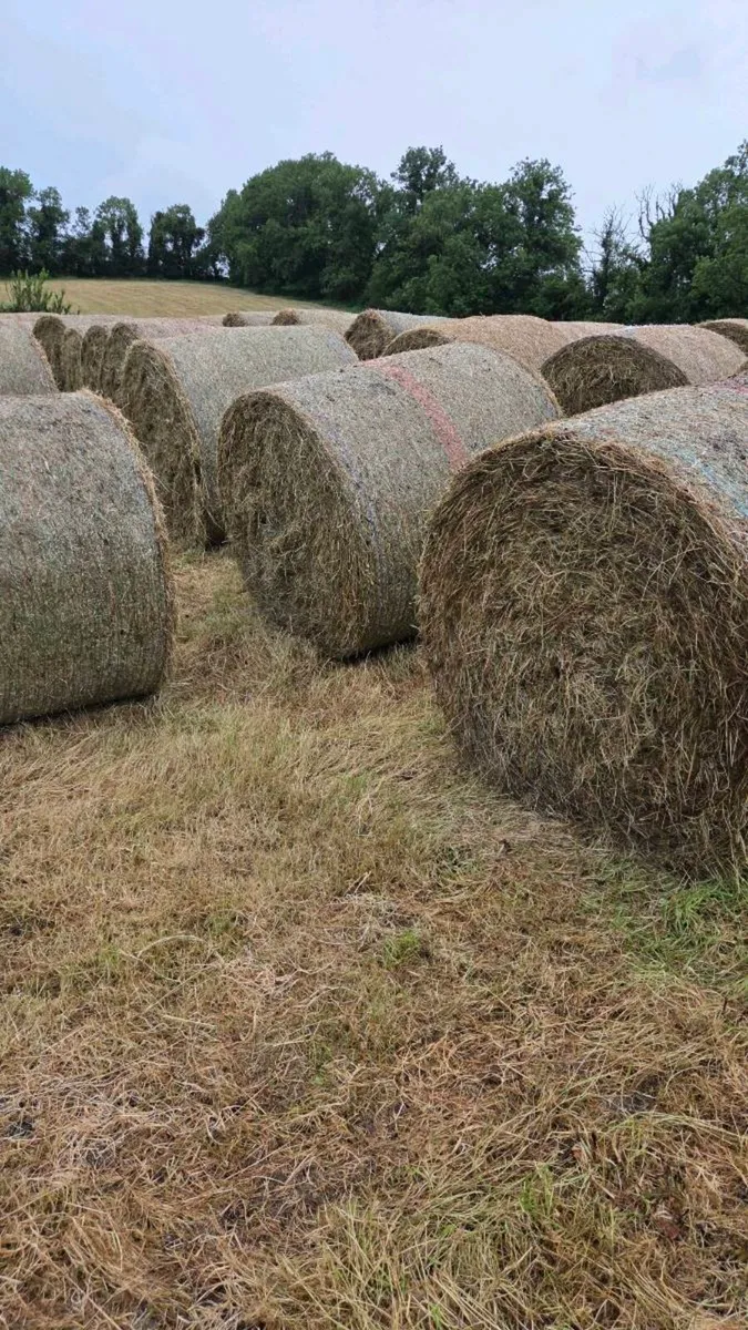 Round bales of hay - Image 2