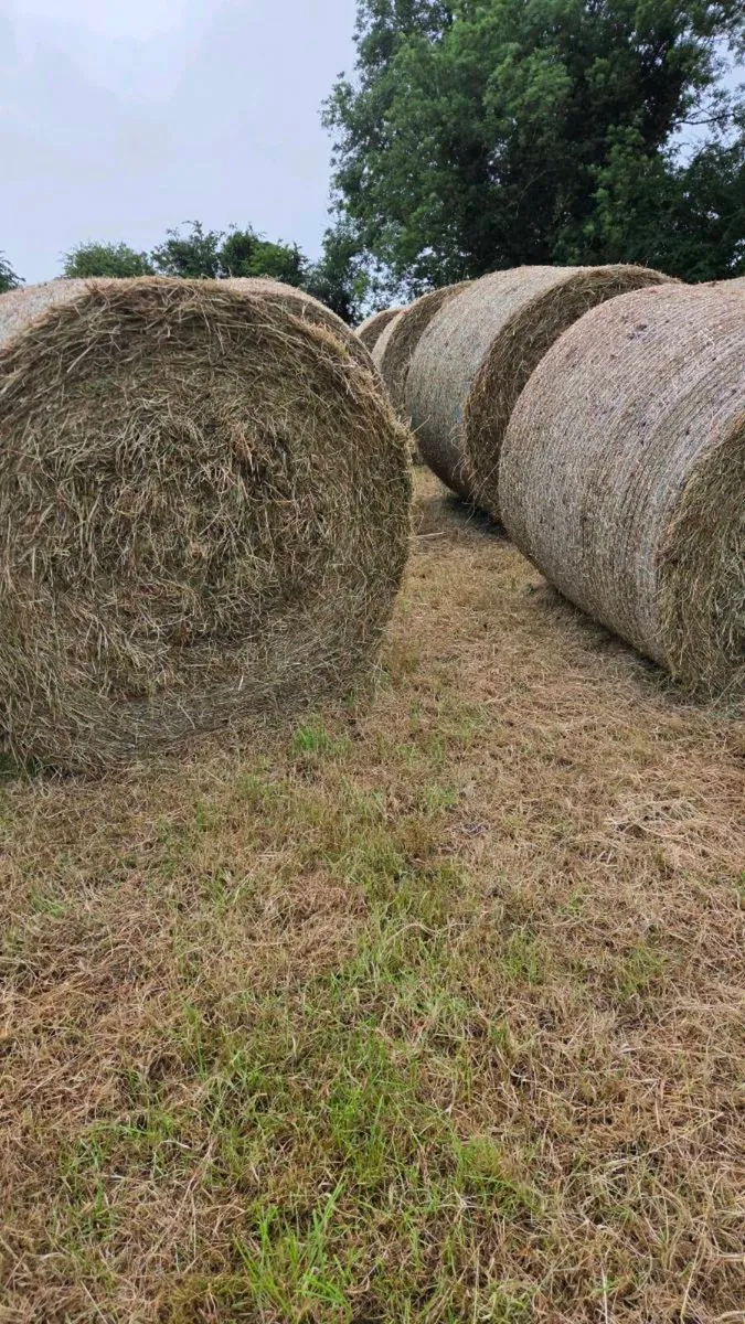 Round bales of hay - Image 3