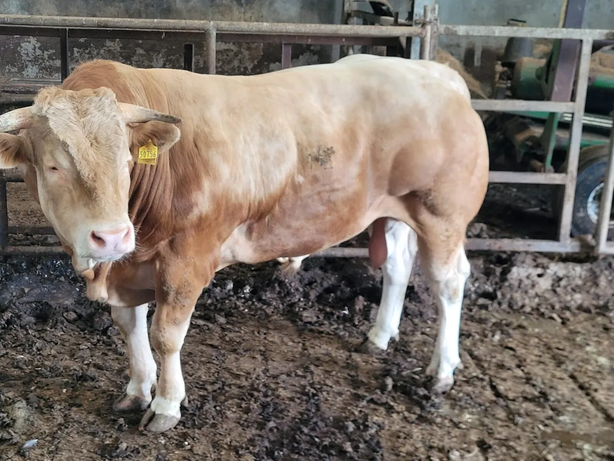 Blonde Bull - Image 1